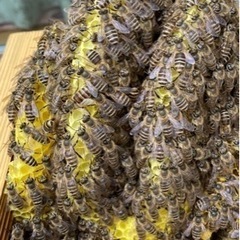 2023年度　ニホンミツバチ養蜂スターターフルサポートプラン【1...