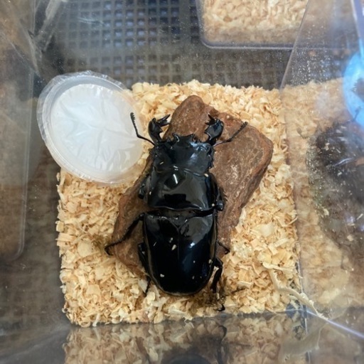 タランドゥス新成虫1ペア