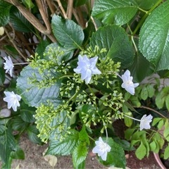 アジサイ　墨田の花火　苗