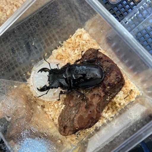 レギウス新成虫1ペア
