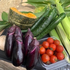 未来コーンの収穫始まりました🌽夏野菜8種セット！