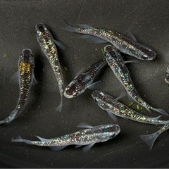 オーロラ黒ラメ①(オス5メス2)メダカ 成魚