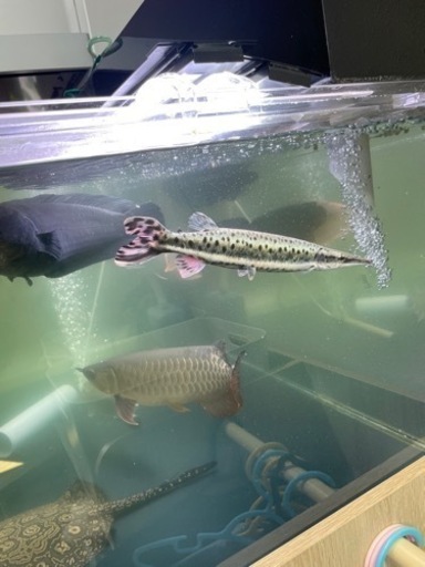 再投稿 熱帯魚 psicologiacuritibapr.com.br