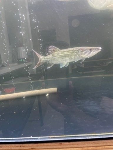 再投稿 熱帯魚 psicologiacuritibapr.com.br