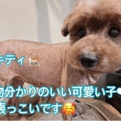 トイプ🐶女の子/6歳の画像