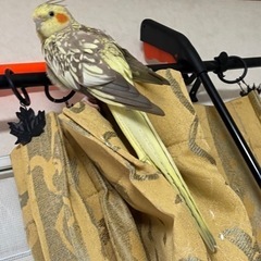 オカメインコを探しています - 宇都宮市