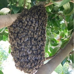 蜜蜂の保護、移動を『無料』で承ります
