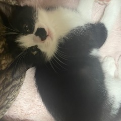 生後二ヶ月弱　子猫2匹と推定2歳メス親猫 - 室蘭市