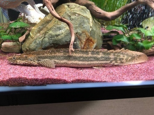 ポリプテルス 4種セット 値下げ 節約 