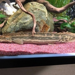 ポリプテルス　4種セット　値下げ