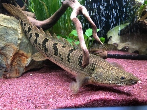 ポリプテルス 4種セット 値下げ 節約 