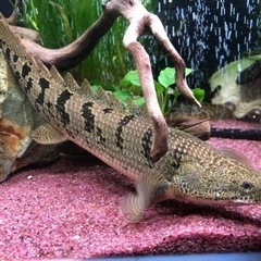 ポリプテルス　4種セット　値下げ