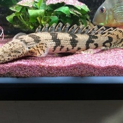 ポリプテルス　4種セット　値下げ