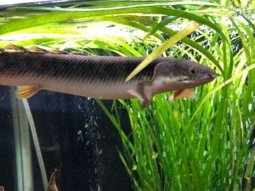 ポリプテルス 4種セット 値下げ 節約 