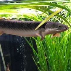 ポリプテルス　4種セット　値下げ