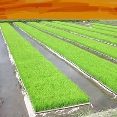 【ネット決済】米の苗、ヒノヒカリです。