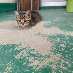 お店に迷い込んだ子猫(*´-`) − 沖縄県
