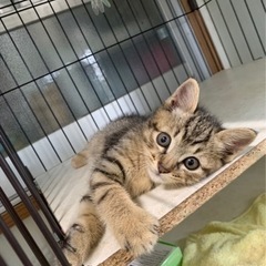 お店に迷い込んだ子猫(*´-`) - 里親募集