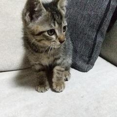 生後２ヶ月の元気いっぱいな４匹の子猫ちゃんですの画像