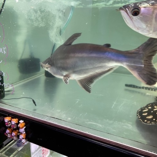 熱帯魚、カイヤン、アロワナ