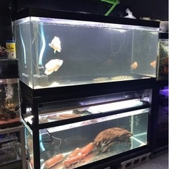 1200水槽セット現状渡し 決定しました❗