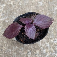シソ 赤紫蘇  植物苗 大人気