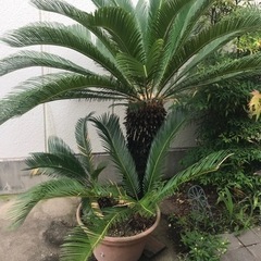 ソテツ　長生き40歳くらい