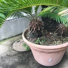 ソテツ　長生き40歳くらい