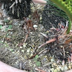 ソテツ　長生き40歳くらい