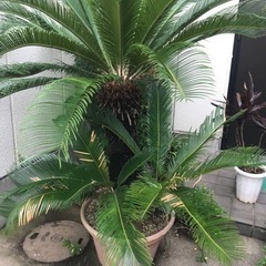 ソテツ　長生き40歳くらい