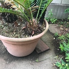 ソテツ　長生き40歳くらい