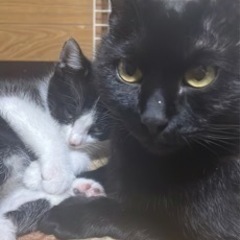 生後二ヶ月弱　子猫2匹と推定2歳メス親猫 − 北海道