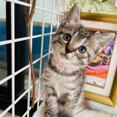 🐱里親募集🐱　子猫　♀　推定2、3ヶ月くらい