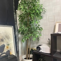 人工　観葉植物