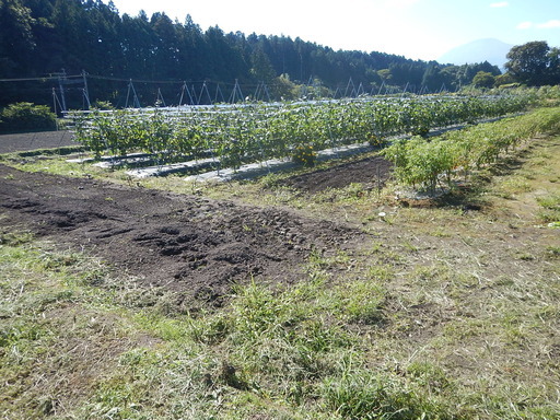 稲城市 貸地 農園 農地 キャンプ場