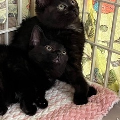 ブラウン系の黒仔猫2匹の里親さん探しています