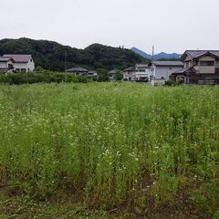 「1反歩1万円」空地の草刈いたします