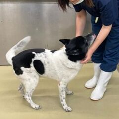 お庭飼育可能ー甘えん坊のハッピー君六歳 - 犬