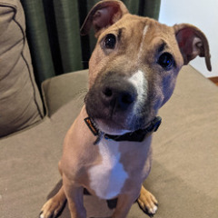 ピットブルの里親募集 無料であげます 譲ります ジモティー