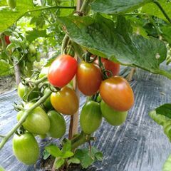 ミニトマト 品種「アイコ」 1個10円収穫体験