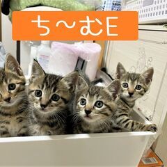 激アツ☆子猫ラッシュ!! in瀬戸☆保護猫の譲渡会2022年6月...