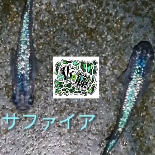 黒ﾗﾒ幹之ｻﾌｧｲｱ 系 1ﾍﾟｱ+ｵｽ1