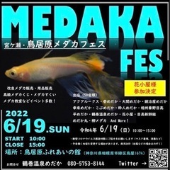 神奈川県 厚木市のメダカの中古が安い 激安で譲ります 無料であげます ジモティー