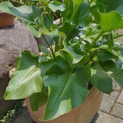 ☆複数買いの方お値引あり☆カラー  鉢植え 今からお花咲きます💐