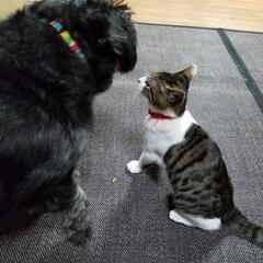 猫探してます