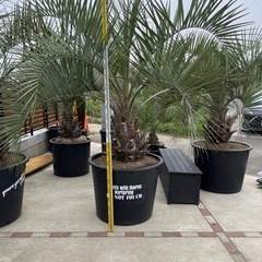 ココスヤシ、特大プランター入り、シルバーリーフ