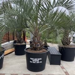 ココスヤシ、特大プランター入り、シルバーリーフ