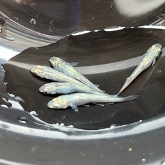 ホログラム稚魚10匹