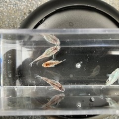 愛知県の中古ダルマメダカが無料 格安で買える ジモティー