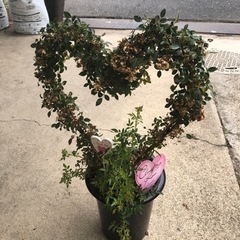 お取り引き決定❗️花が終わったミニバラの鉢植え　ハート型❤️